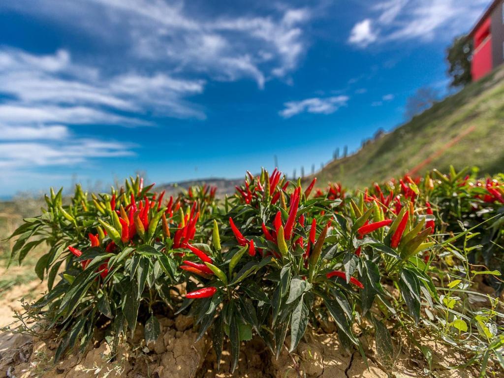 Agriturismo Il Sapore Della Luna Monteprandone Dış mekan fotoğraf