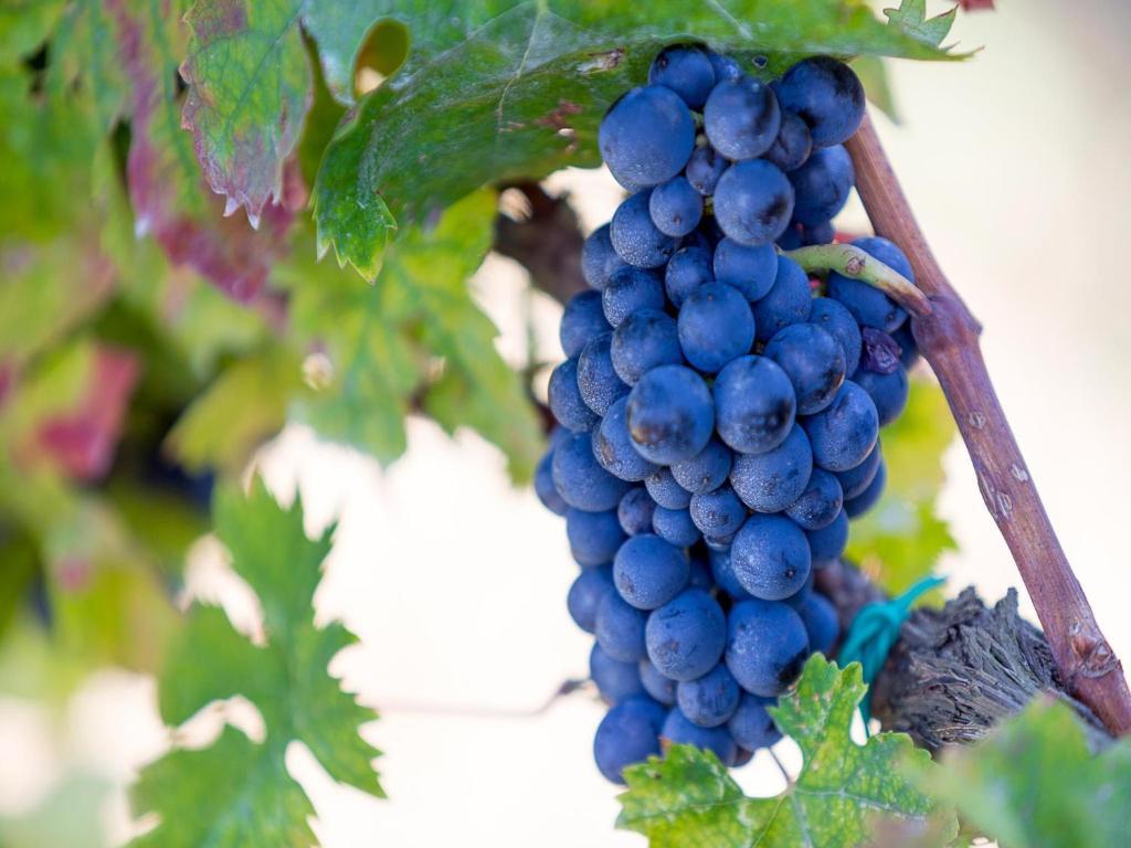 Agriturismo Il Sapore Della Luna Monteprandone Dış mekan fotoğraf